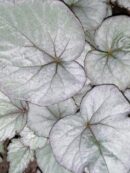 Begonia Silver Light