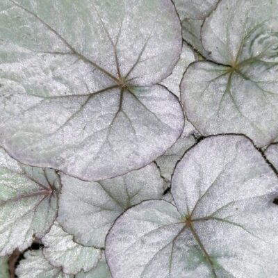 Begonia Silver Light