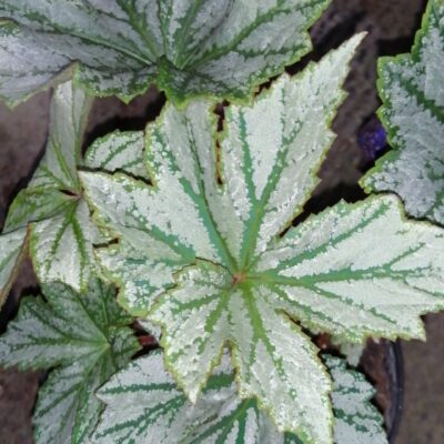 Begonia Silver Splendour