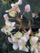 Begonia Black Beauty