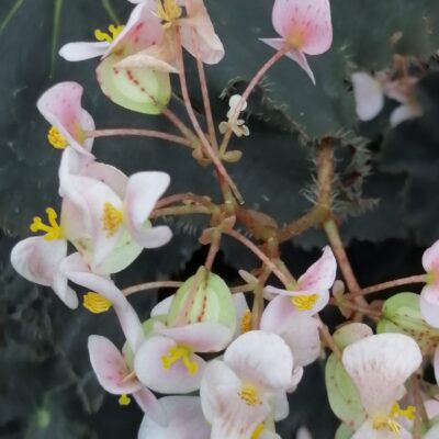 Begonia Black Beauty