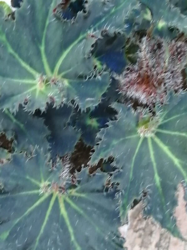 Begonia Black Fang, foto 3