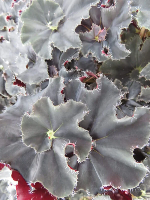 Begonia Black Fang, foto 2