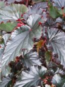 Begonia Black Magic