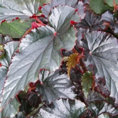 Begonia Black Magic