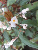 Begonia boisiana Gagnepain