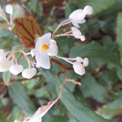 Begonia boisiana Gagnepain
