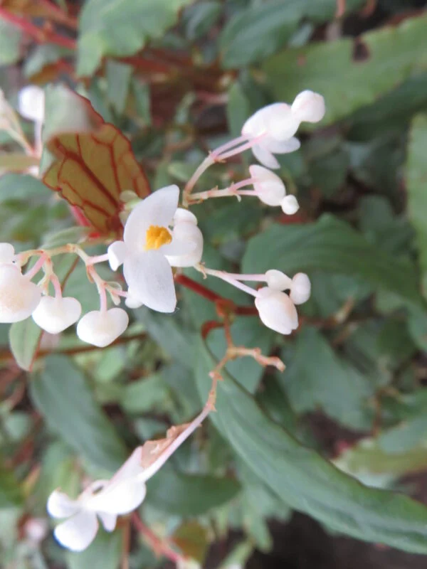 Begonia boisiana Gagnepain, pianta da interno