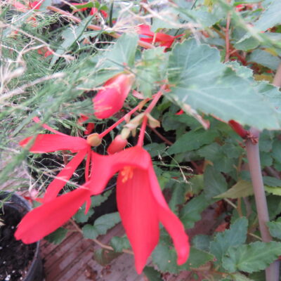Begonia boliviensis 'Firecracker'