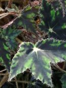 Begonia bowerae 'Taurus'