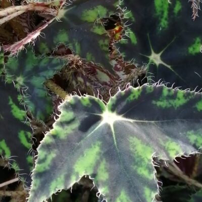 Begonia bowerae 'Taurus'