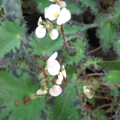 Begonia bowerae var. bowerae minor