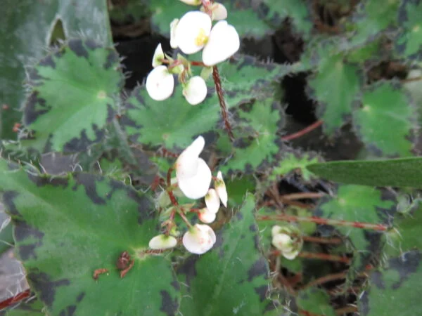 Begonia bowerae var. bowerae minor, pianta da interno