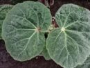 Begonia paleata