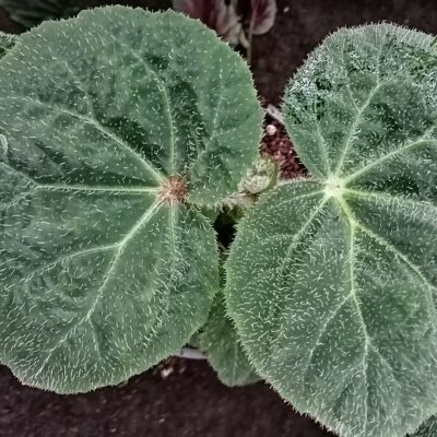 Begonia paleata