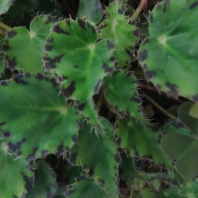 Begonia bowerae var.bowerae Ziesenhenne