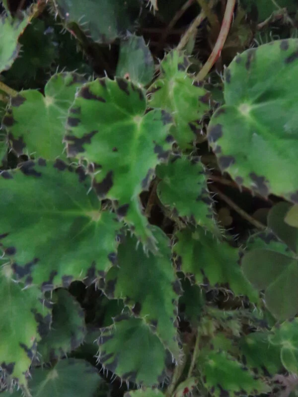 Begonia bowerae var. bowerae Ziesenhenne, pianta da interno