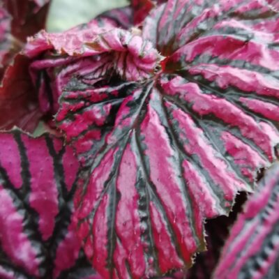 Begonia brevirimosa subs. exotica