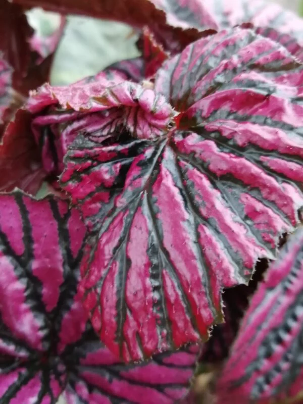 Begonia brevirimosa subs. exotica, pianta da interno