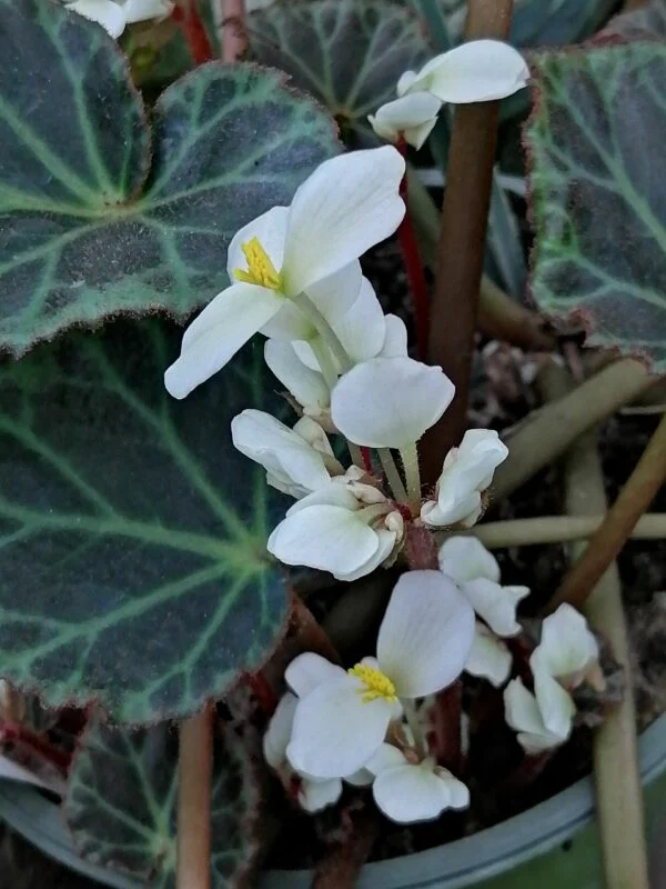 Begonia brooksii, foto 2