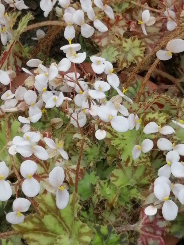 Begonia 'Brown Twist', foto 3