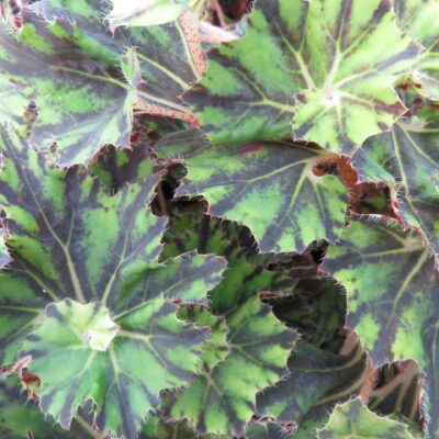 Begonia 'Brown Twist'