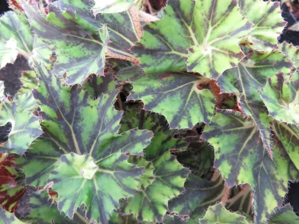 Begonia 'Brown Twist', pianta da interno
