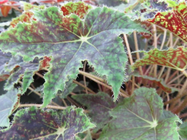 Begonia Burgundy Velvet, foto 2