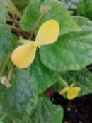 Begonia Buttercup