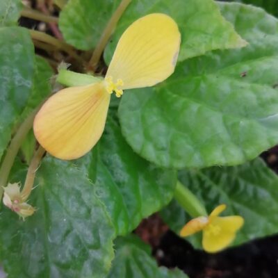 Begonia Buttercup