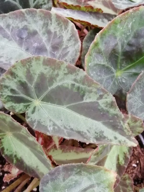 Begonia burkillii, pianta da interno