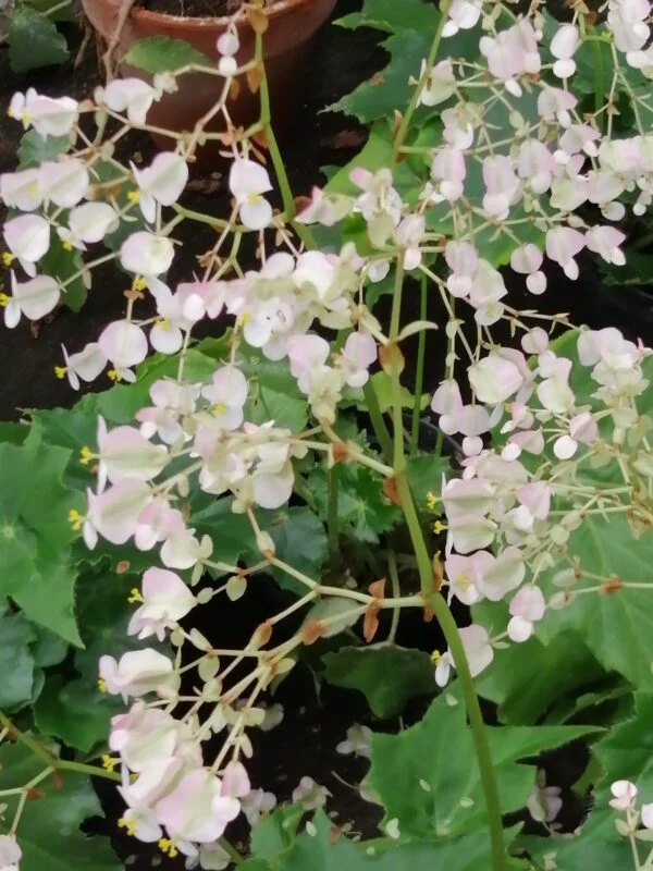 Begonia cardiocarpa, foto 3