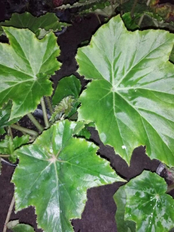 Begonia cardiocarpa, foto 2