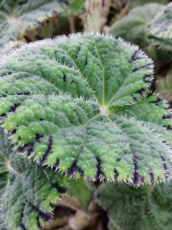 Begonia Chichee, foto 2
