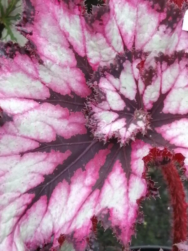 Begonia China Curly, foto 2