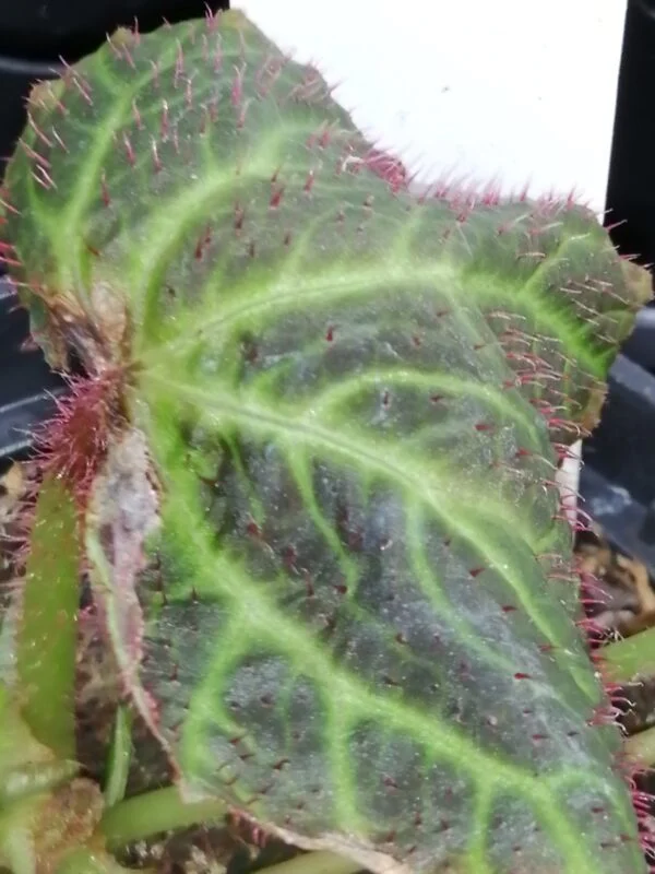 Begonia chloroneura, foto 4