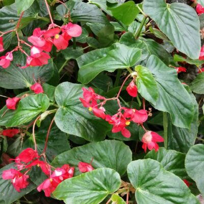 Begonia Christmas Candy