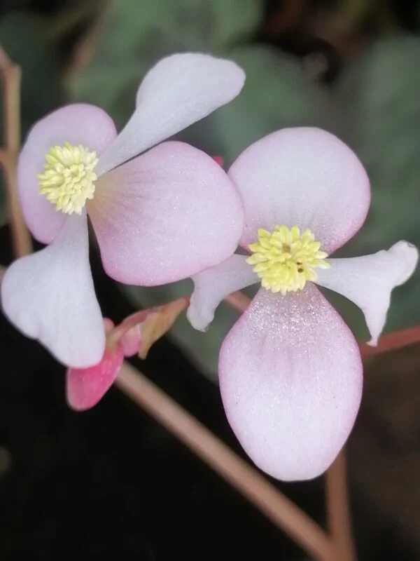 Begonia cleopatrae, foto 2