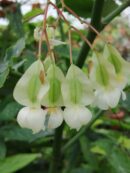 Begonia coccinea Speciosa