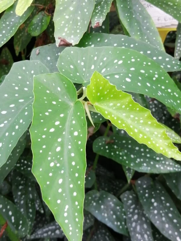 Begonia coccinea Speciosa, foto 2