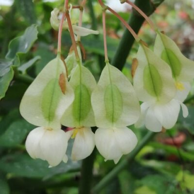 Begonia coccinea Speciosa