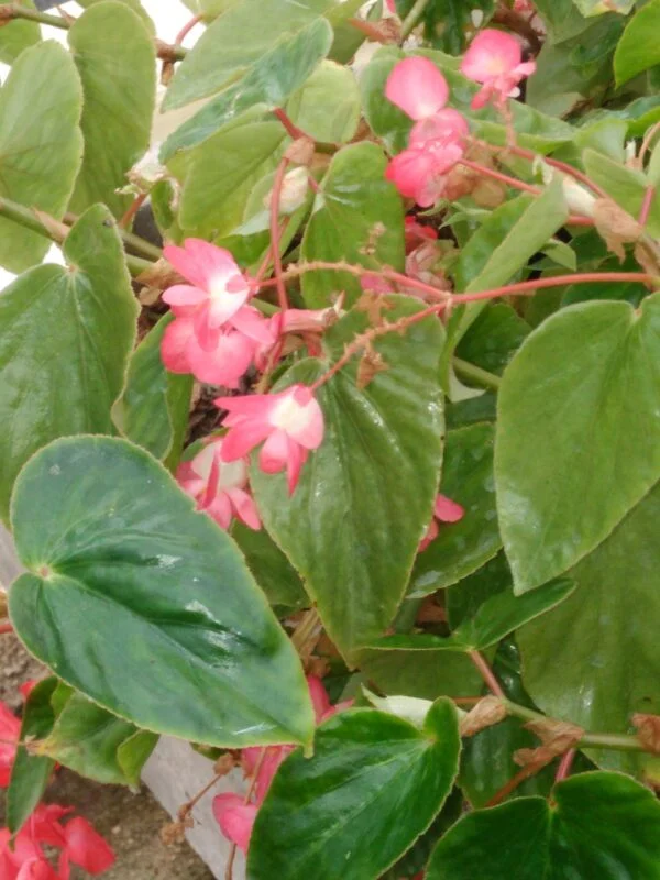Begonia Cockatoo, pianta da interno e da esterno