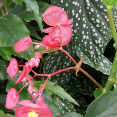 Begonia 'Comte de Lesseps'