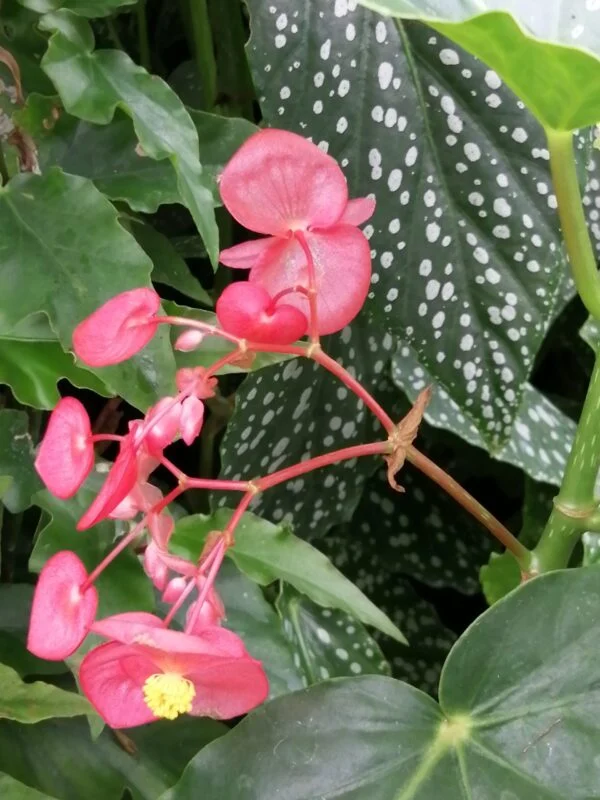 Begonia 'Comte de Lesseps', pianta da interno