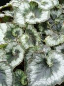 Begonia Comtesse Louise Erdody