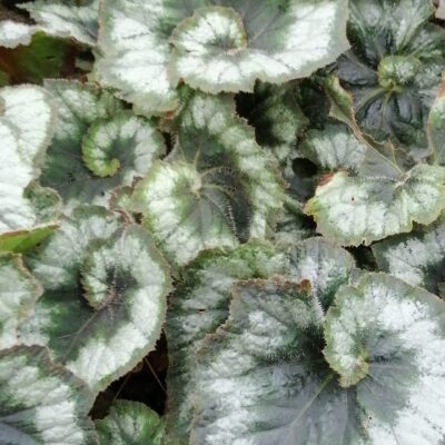 Begonia Comtesse Louise Erdody