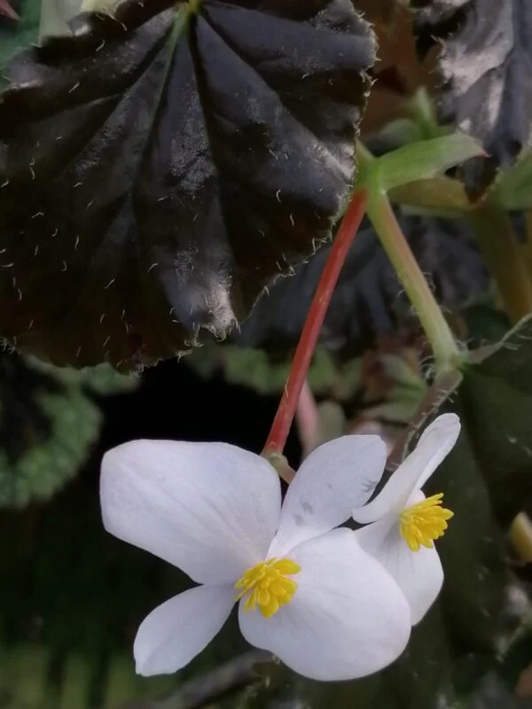 Begonia 'Concord', foto 2