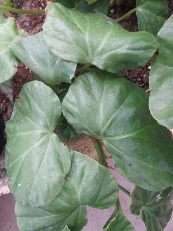 Begonia convolvulacea, foto 3