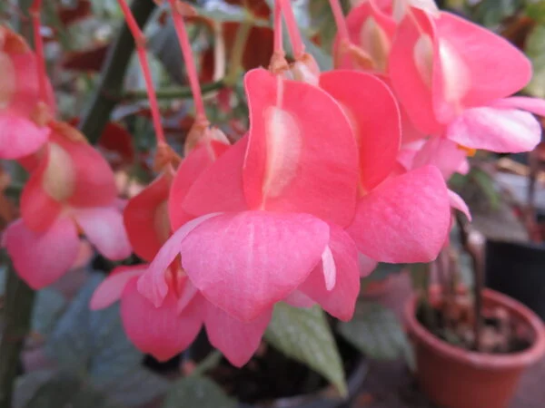 Begonia Corallina de Lucerna, foto 5