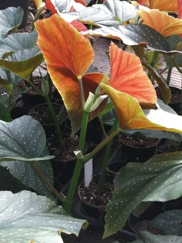 Begonia Corallina de Lucerna, foto 3
